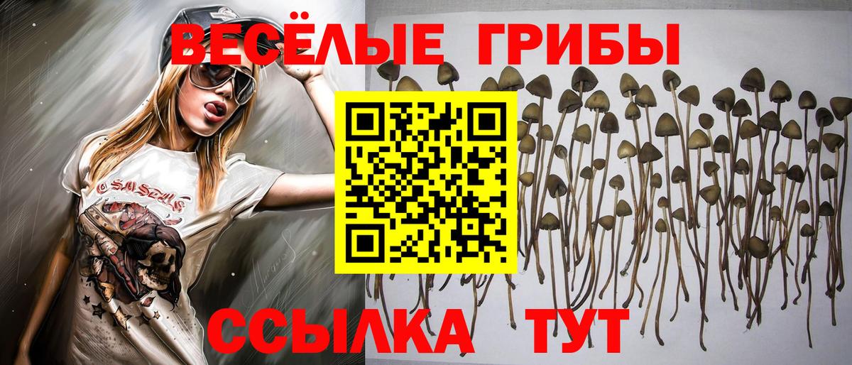 Петропавловск-Камчатский  Псилоцибиновые грибы ЛСД  Вход с VPN  Галлюциногенные грибы Psilocybe 