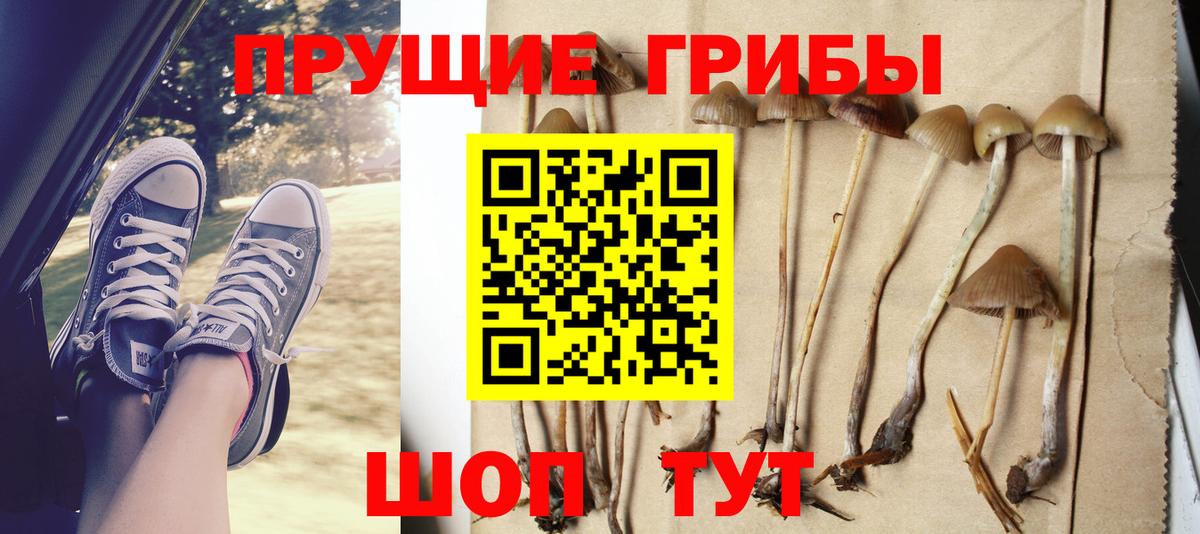 Псилоцибиновые грибы Psilocybe Петропавловск-Камчатский